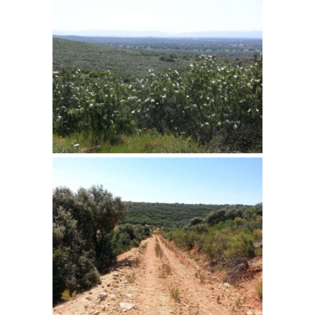 BUENA FINCA, CAZA Y LABOR