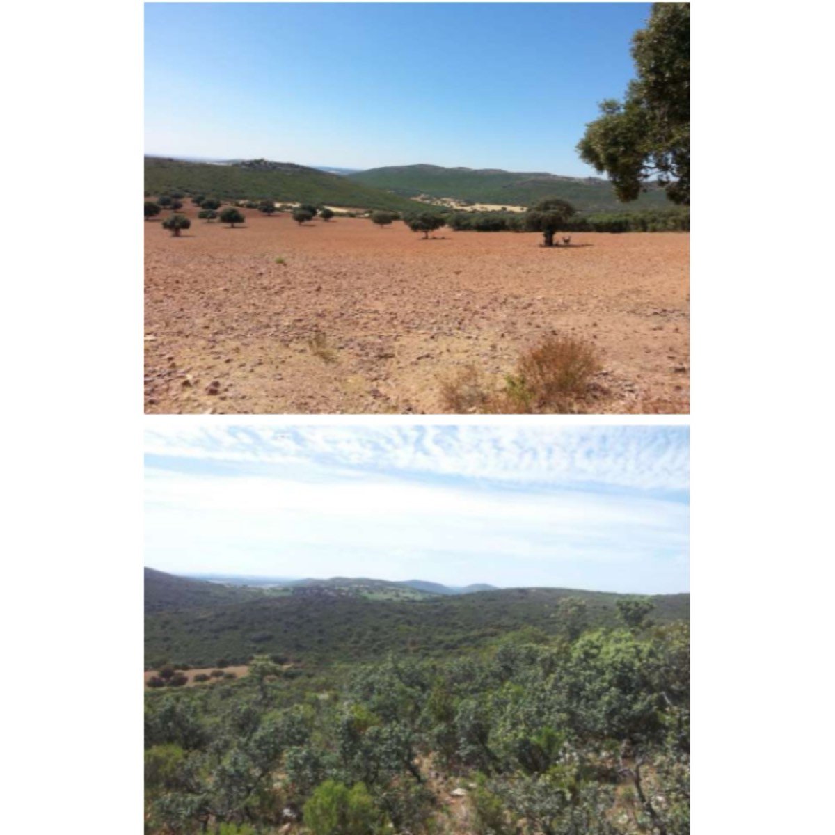 BUENA FINCA, CAZA Y LABOR