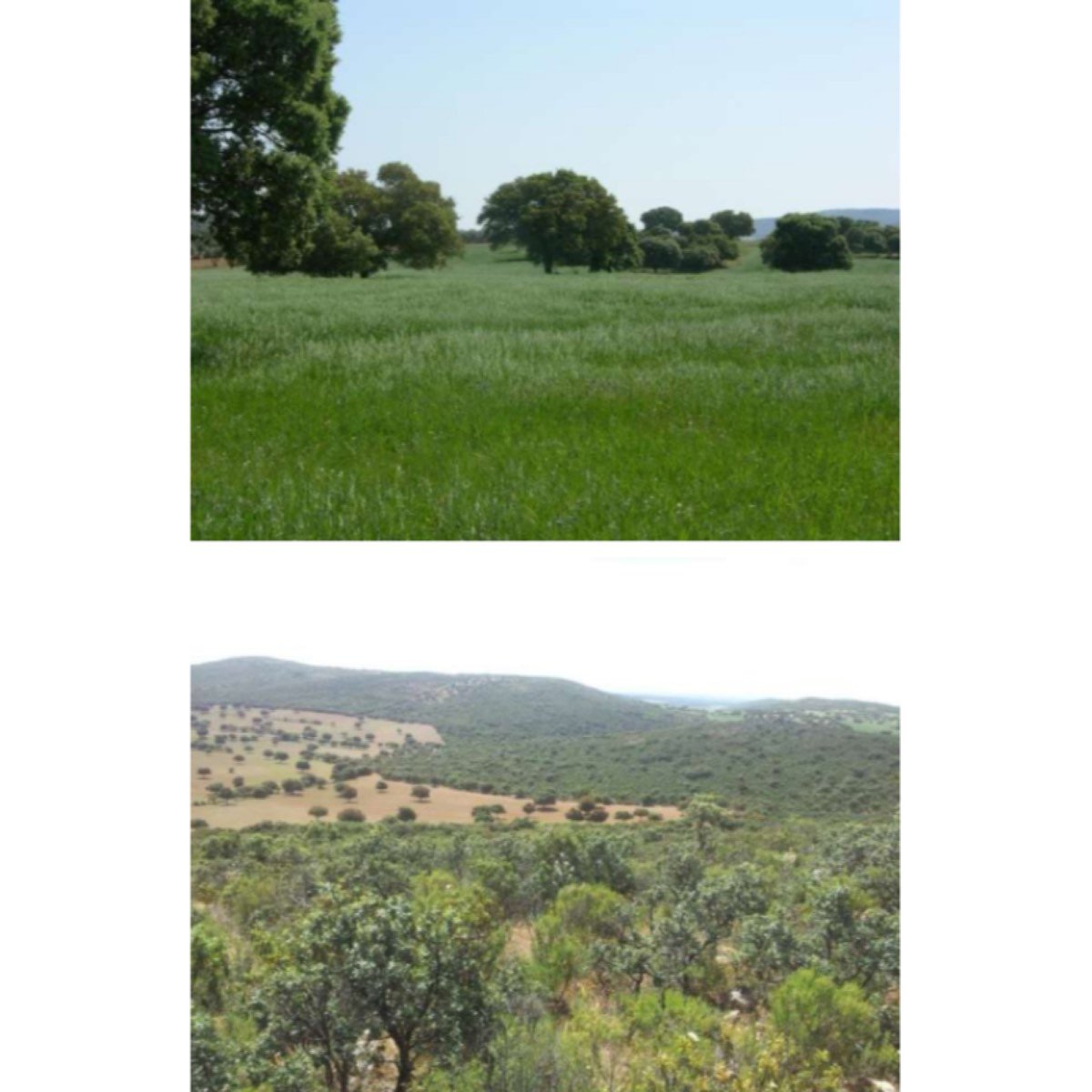 BUENA FINCA, CAZA Y LABOR