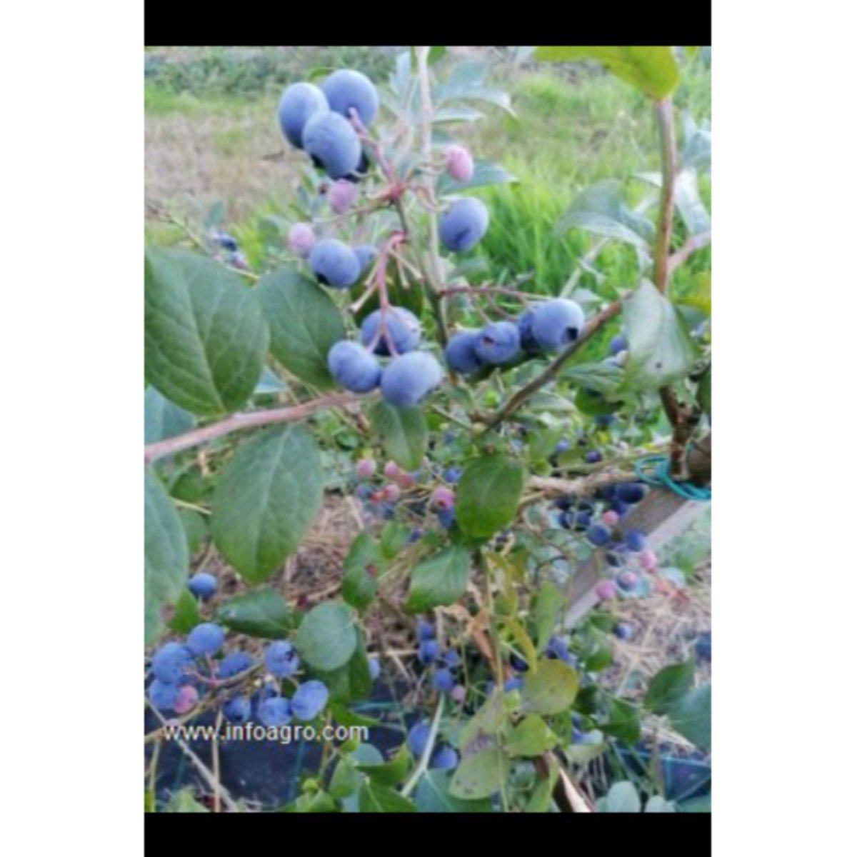Se vende arándanos de ourense