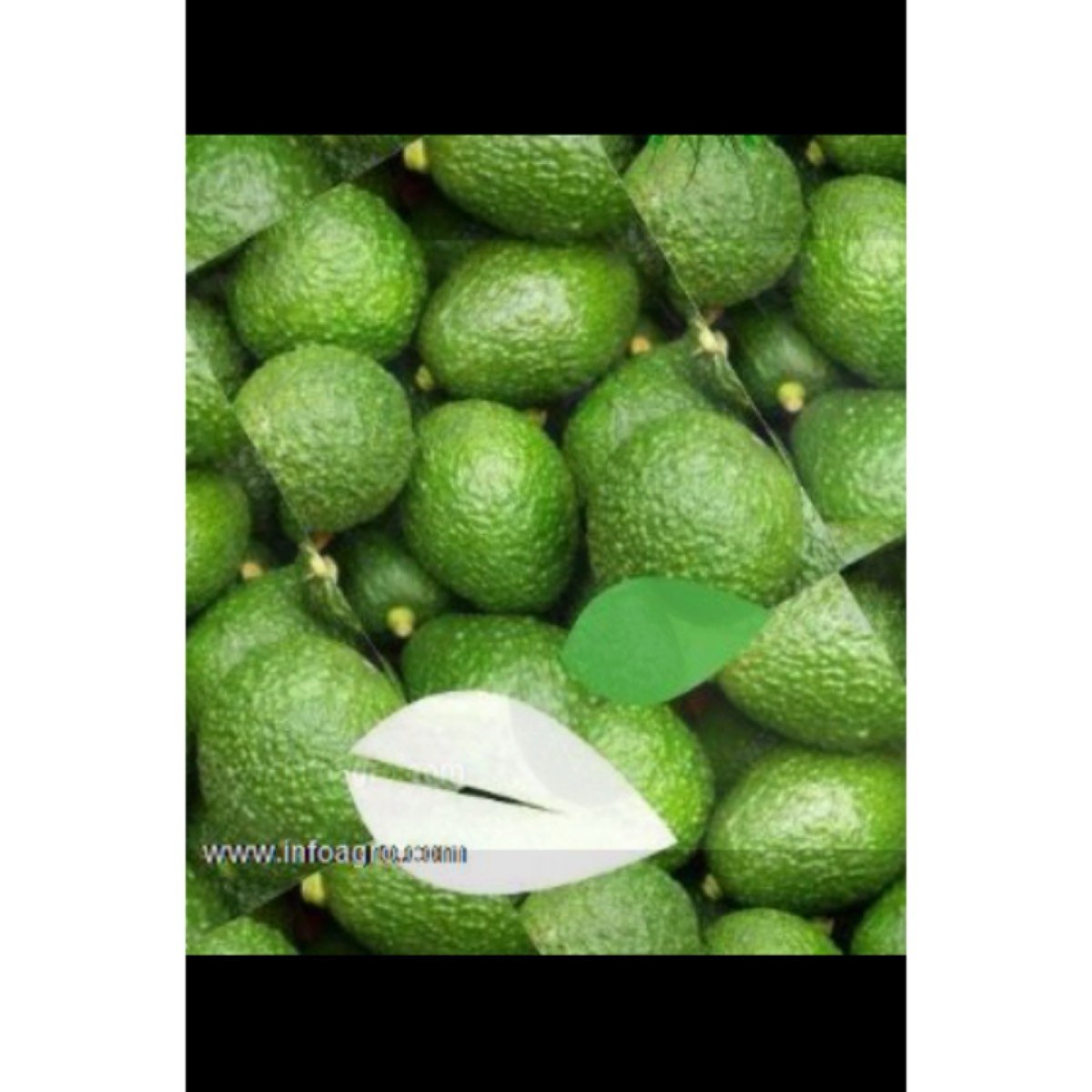 Se vende de aguacate hass