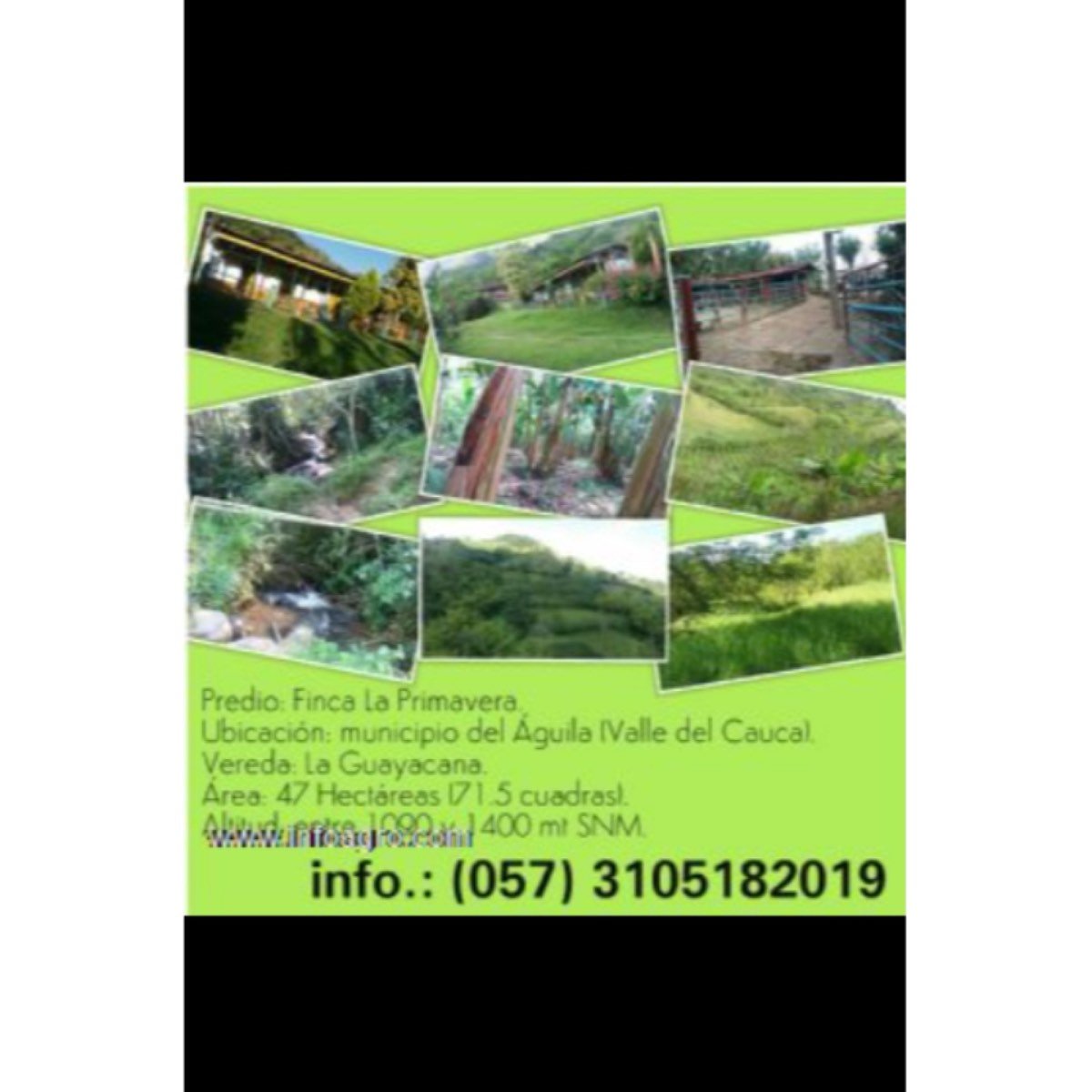 Se vende finca la primavera. 47 ha. ganado. platan