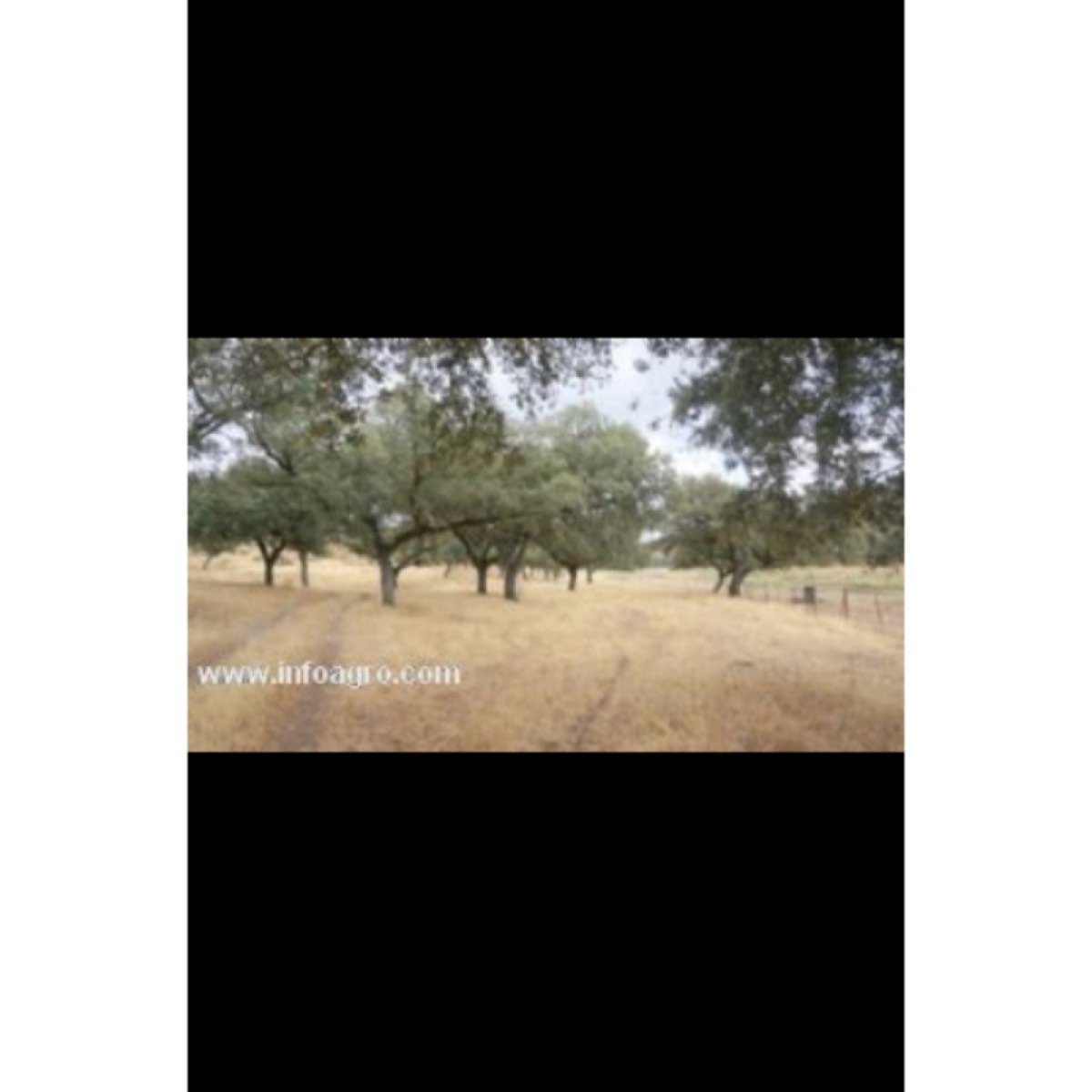 Se vende finca de encinas y pastos Extremadura