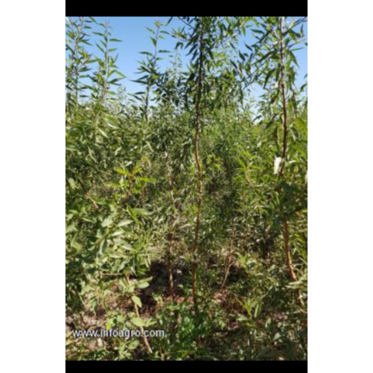 Se vende almedros plantones guara y lauranne