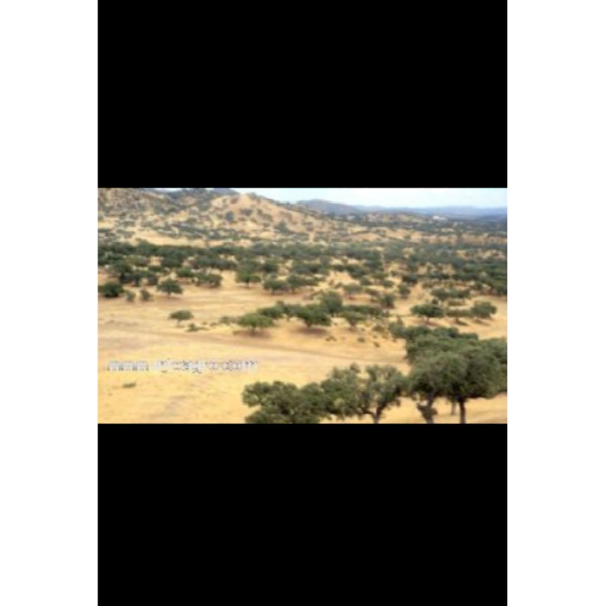 Se vende finca de encinas y pastos Extremadura