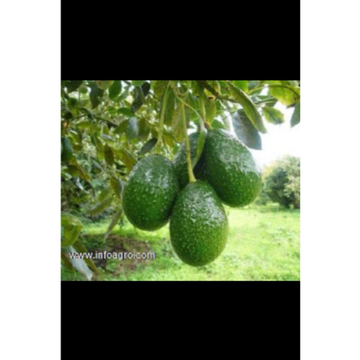 Se vende de aguacate hass