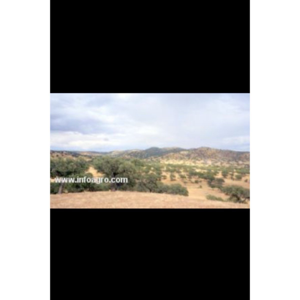 Se vende finca de encinas y pastos Extremadura