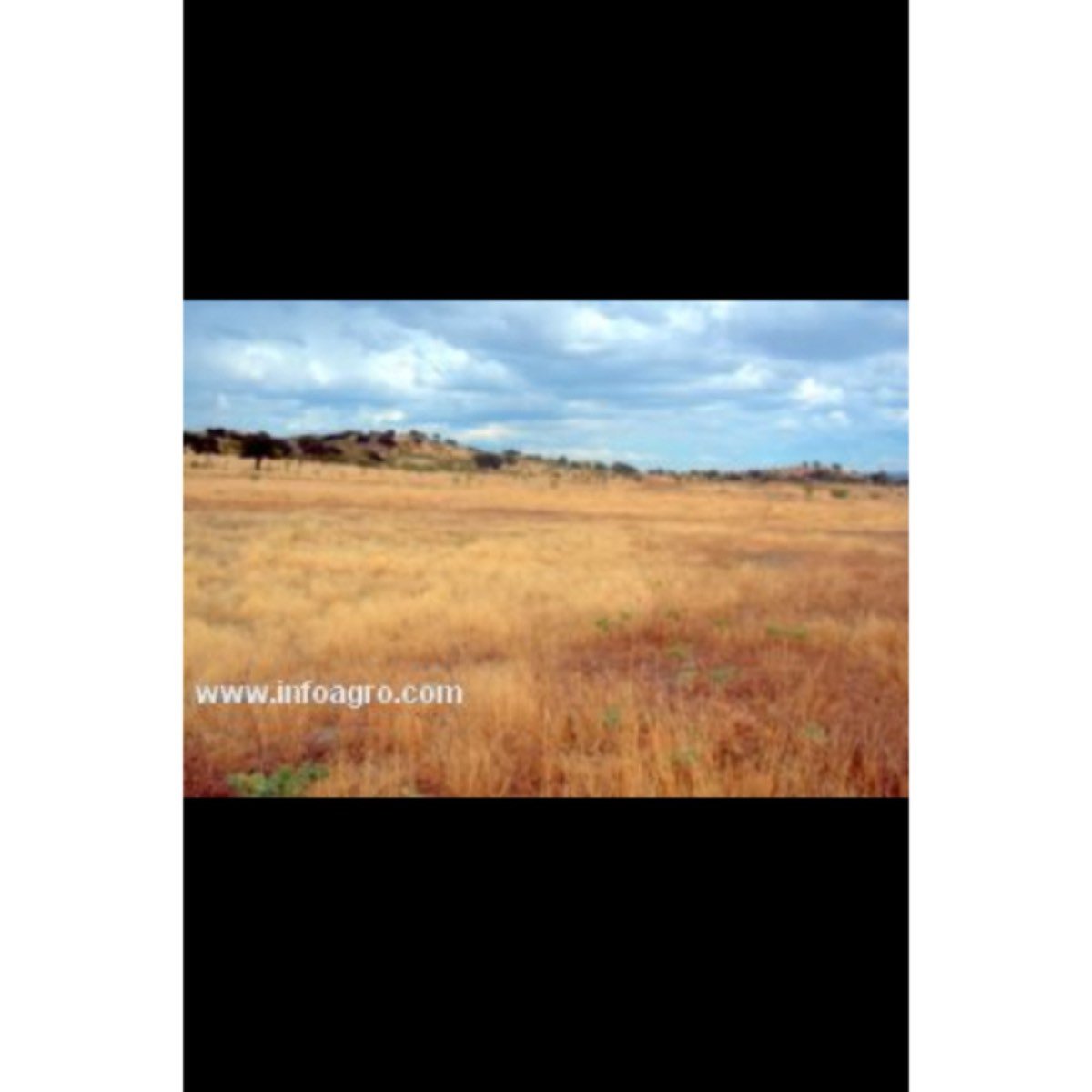 Se vende finca de encinas y pastos Extremadura