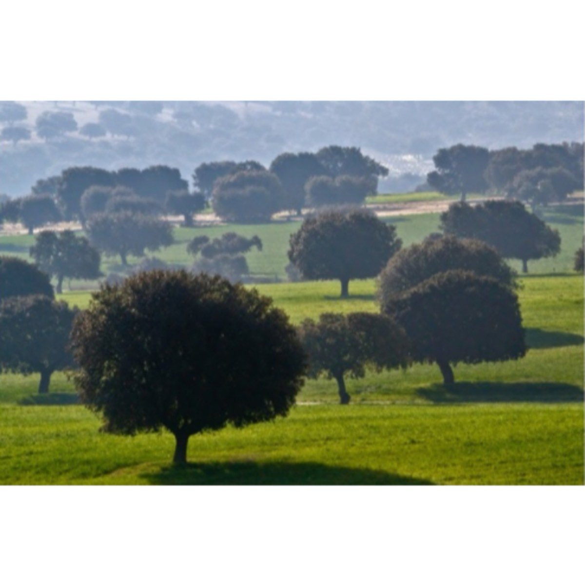 VALLE DE ALCUDIA