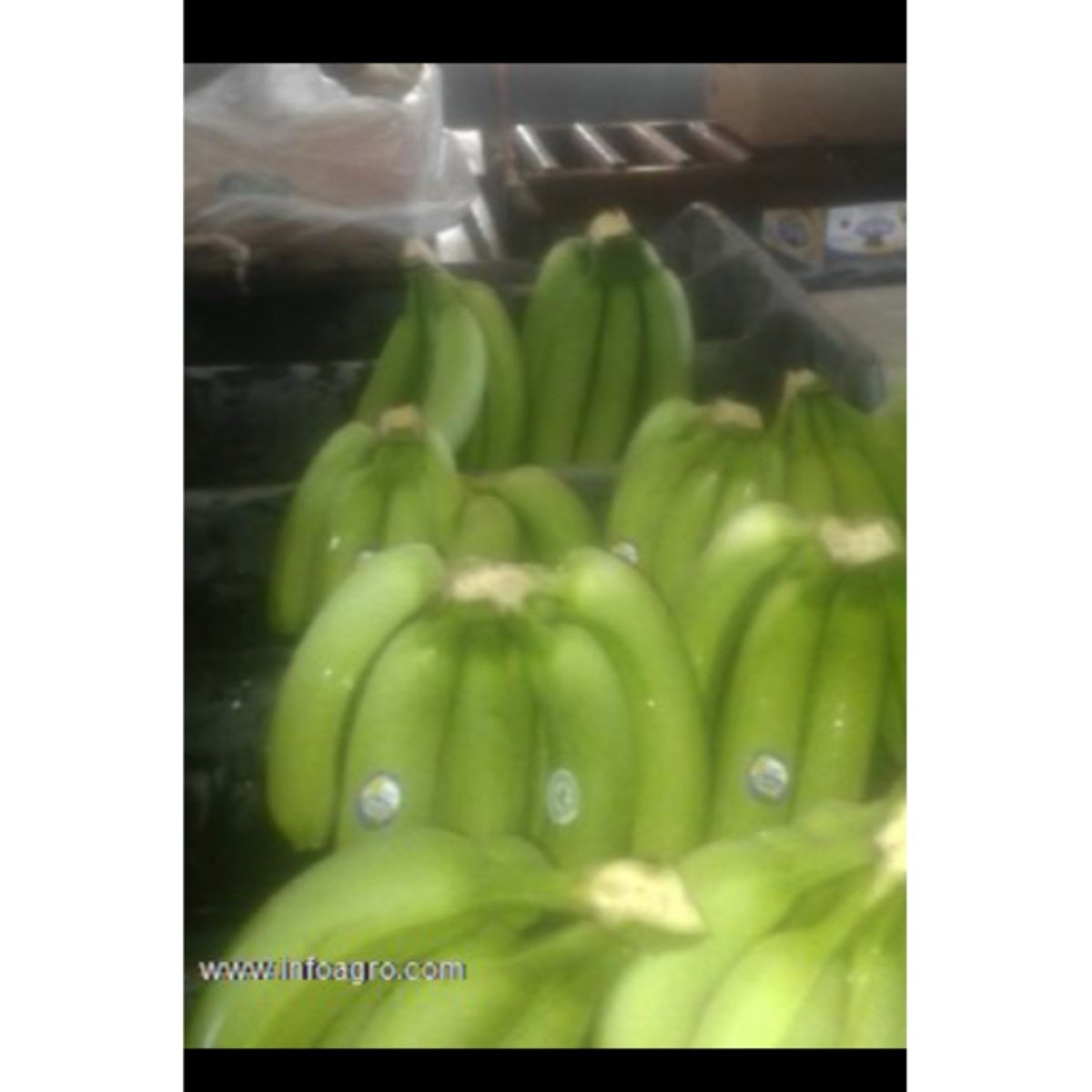 Se vende banano verde. valery en cajas
