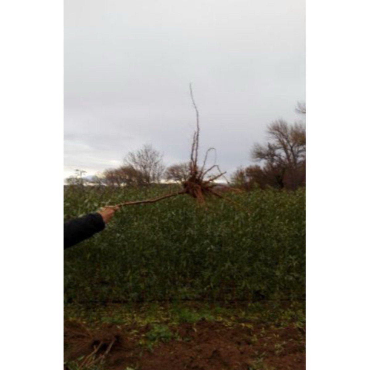 Se vende se vende planta de almendro y pistacho.