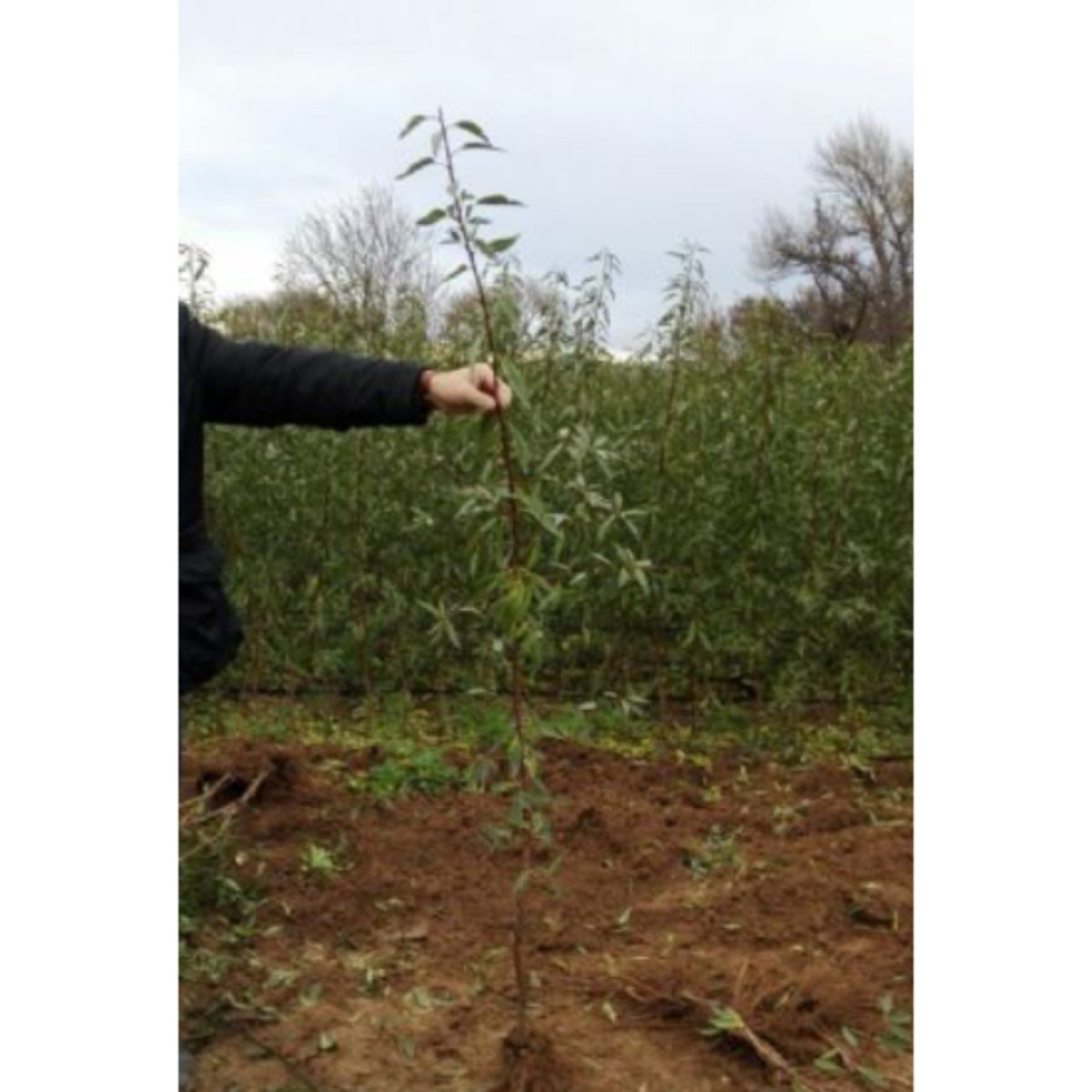 Se vende se vende planta de almendro y pistacho.