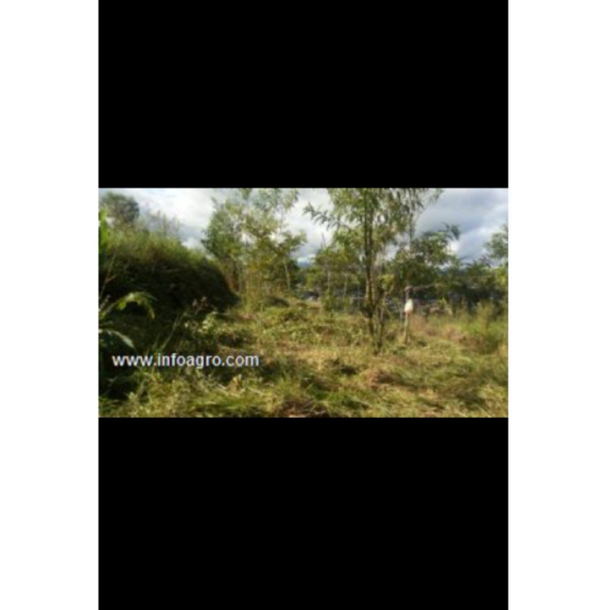 Se vende terreno en orito putumayo