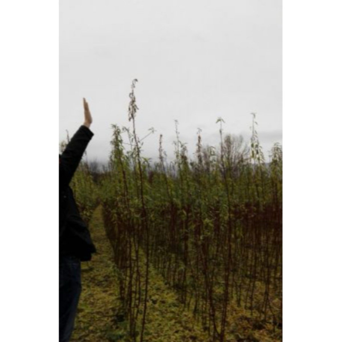 Se vende se vende planta de almendro y pistacho.