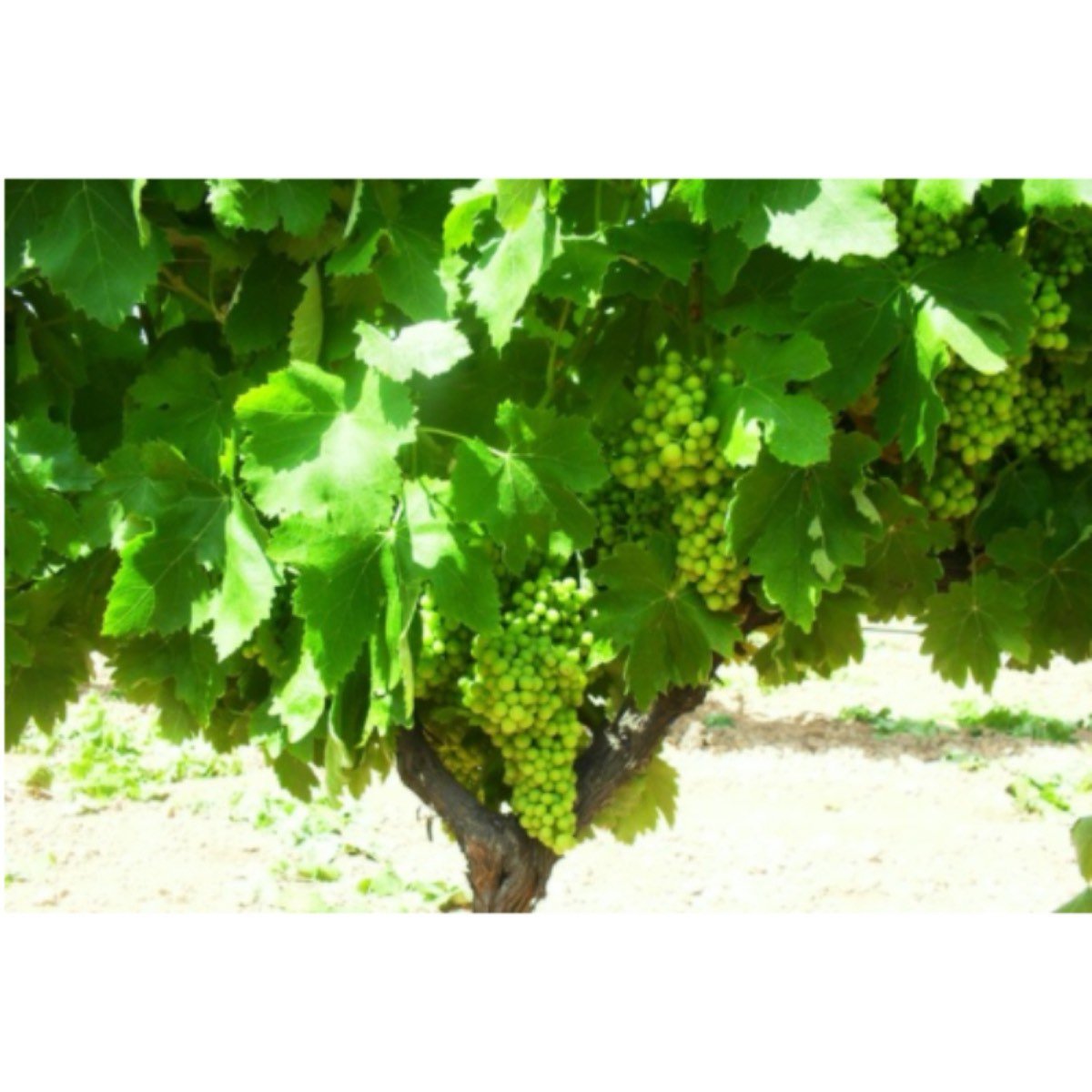 EMPARRADO VARIEDAD AIRÉN
