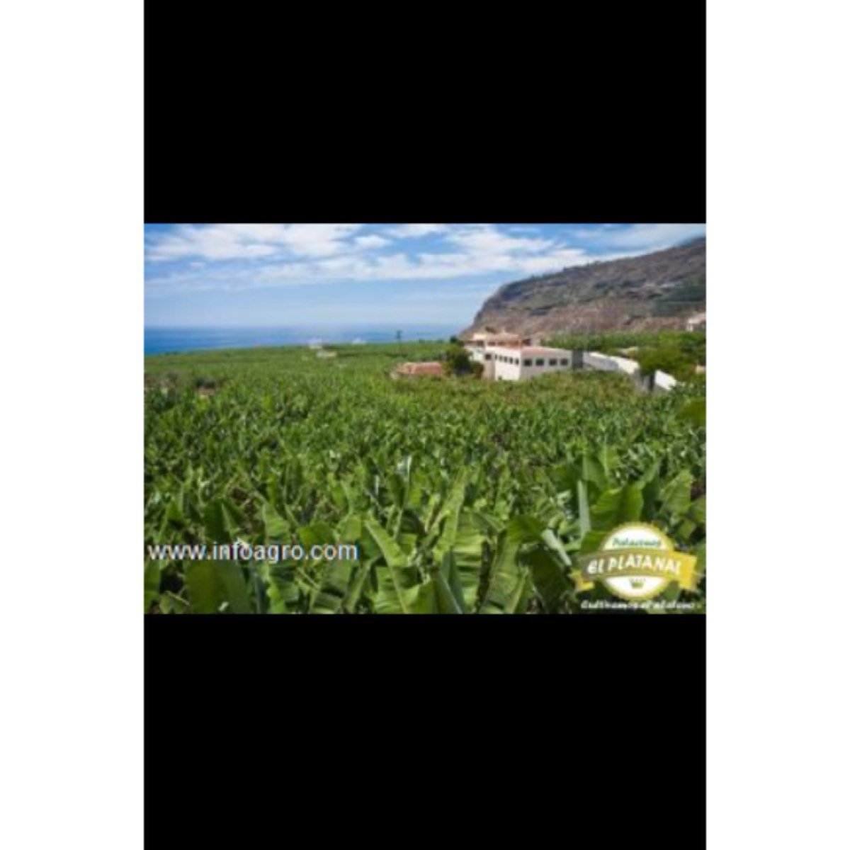 Se vende cultivamos plátano harton,tenemos semilla