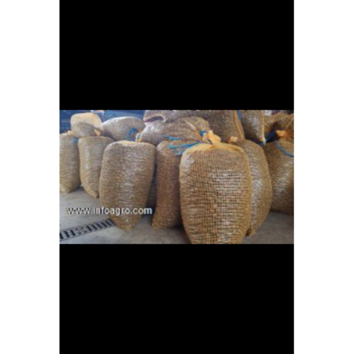 Se vende castaña parede del bierzo