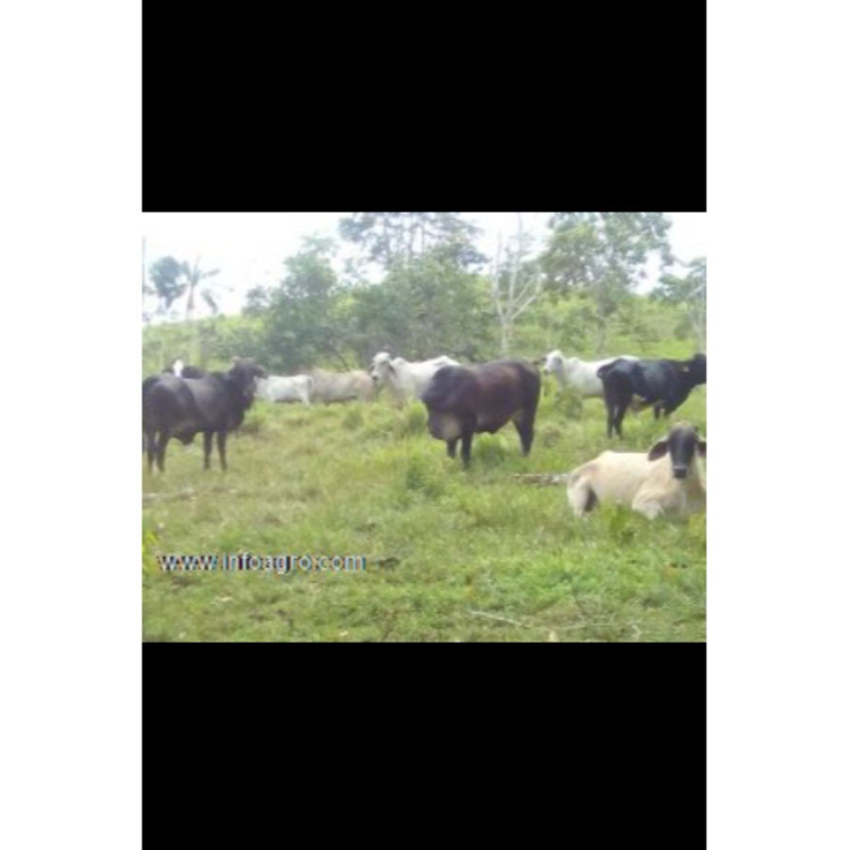 Se vende finca a 15 minutos de puerto asis,explota
