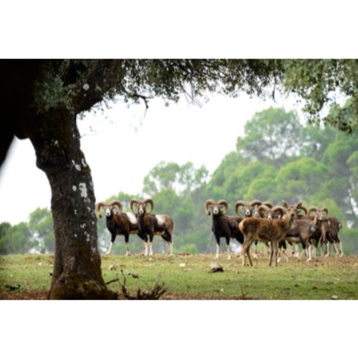FINCA DE CAZA MAYOR CON 350 HAS