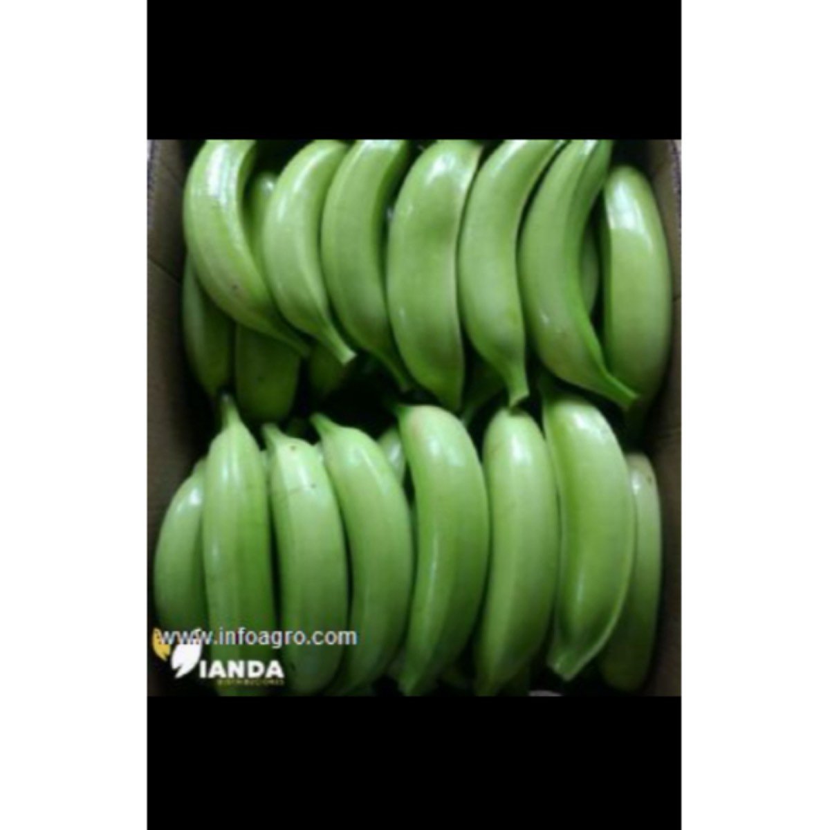 Se vende platano hartón desde colombia exportacion