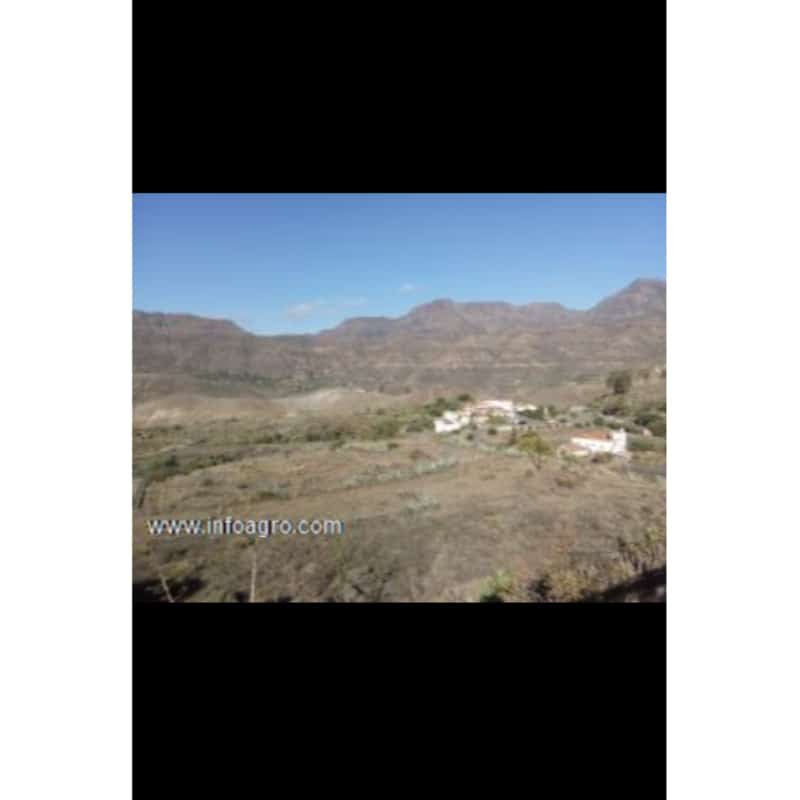 Se vende granja porcina en santa lucía de tirajana