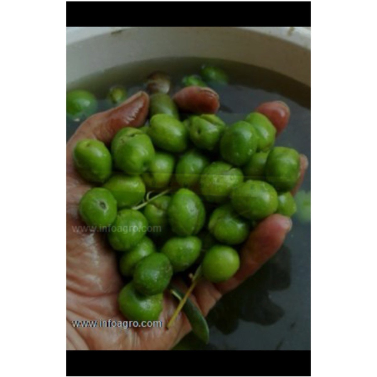 Se vende aceitunas para aliñar