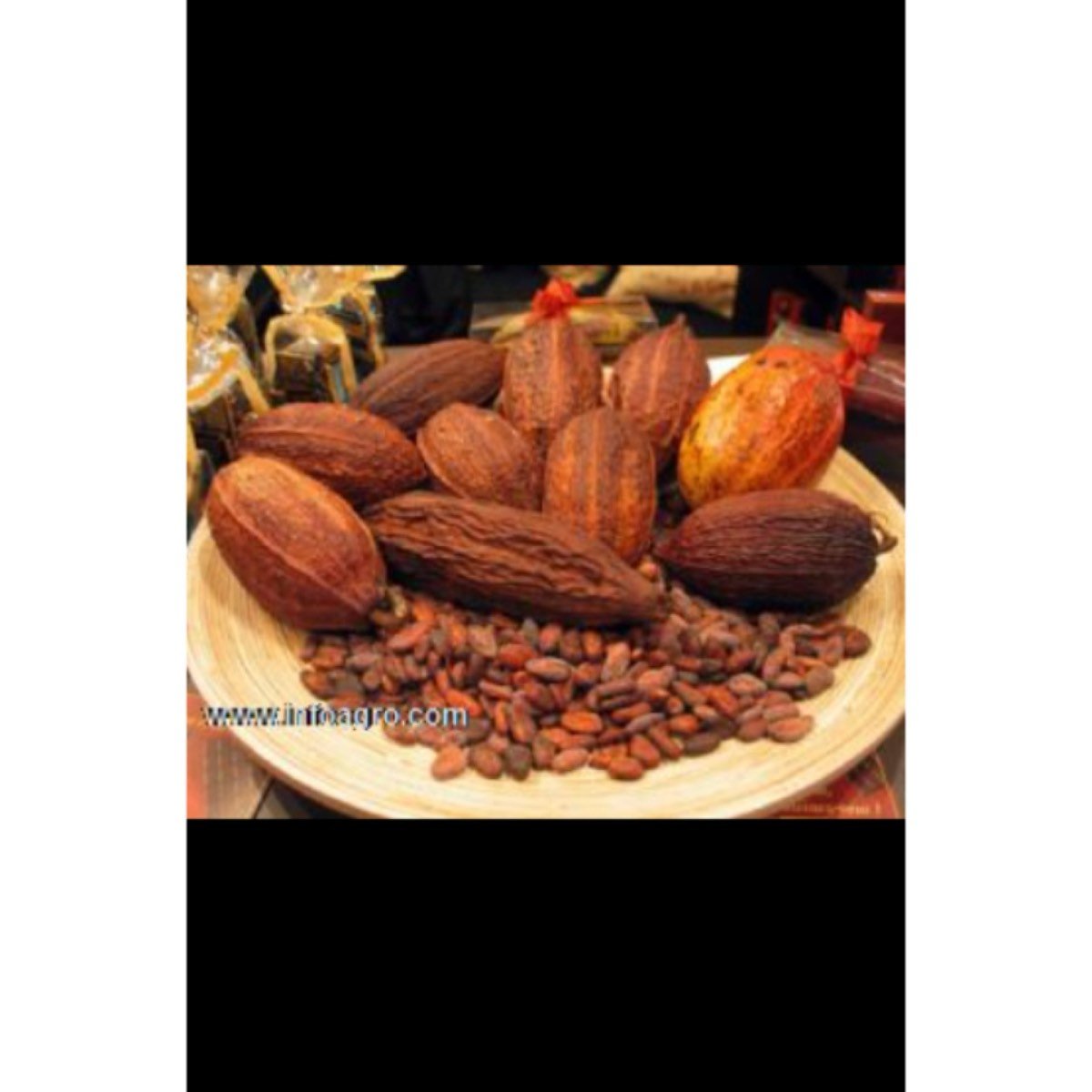 Se vende almendra de cacao seco