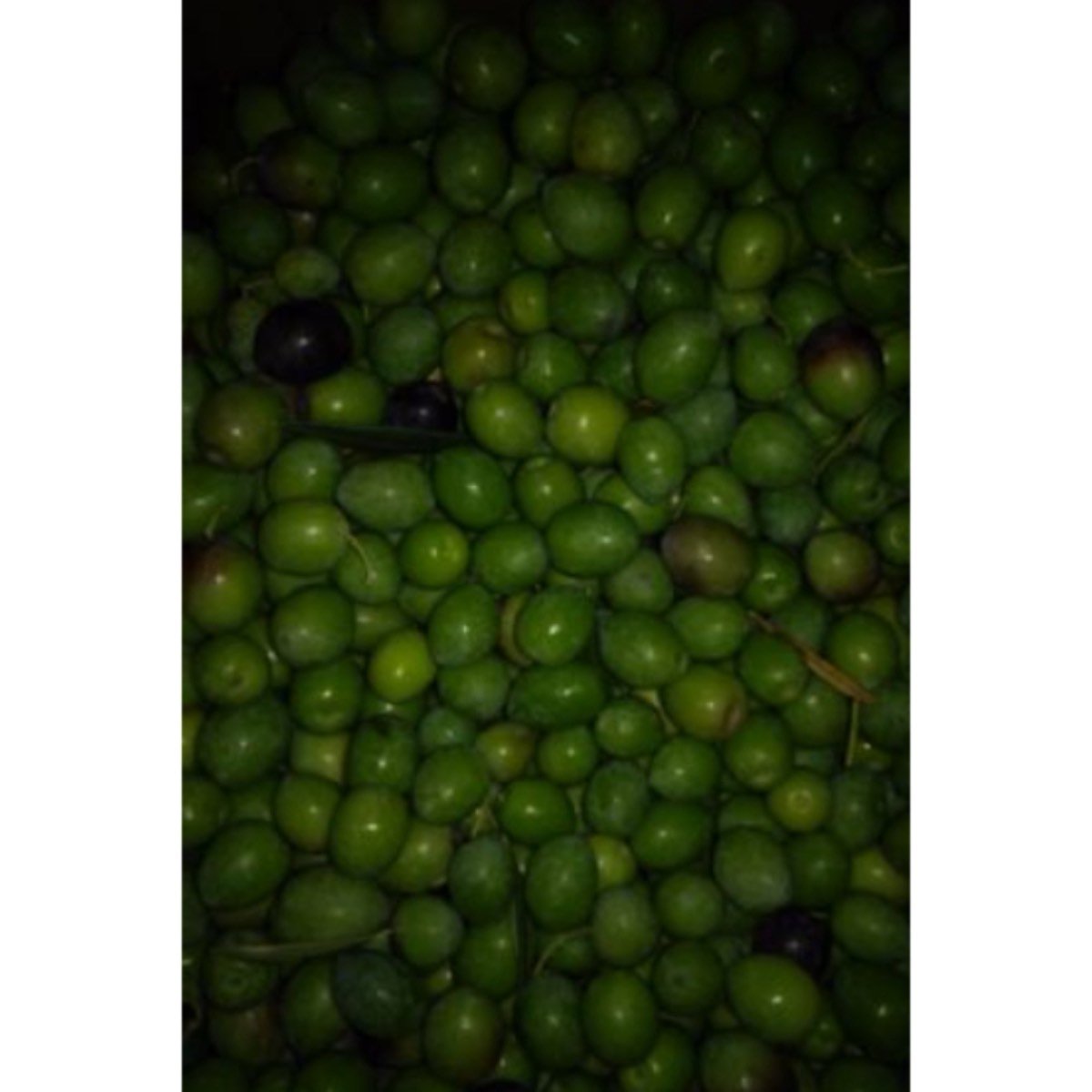 Se vende aceitunas para aliñar