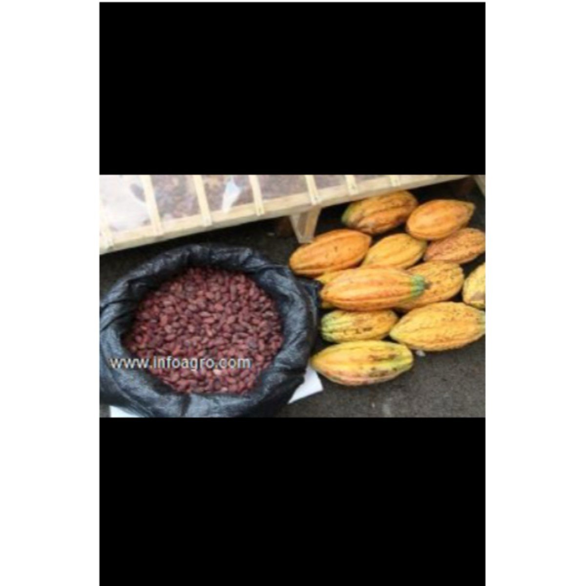 Se vende almendra de cacao seco