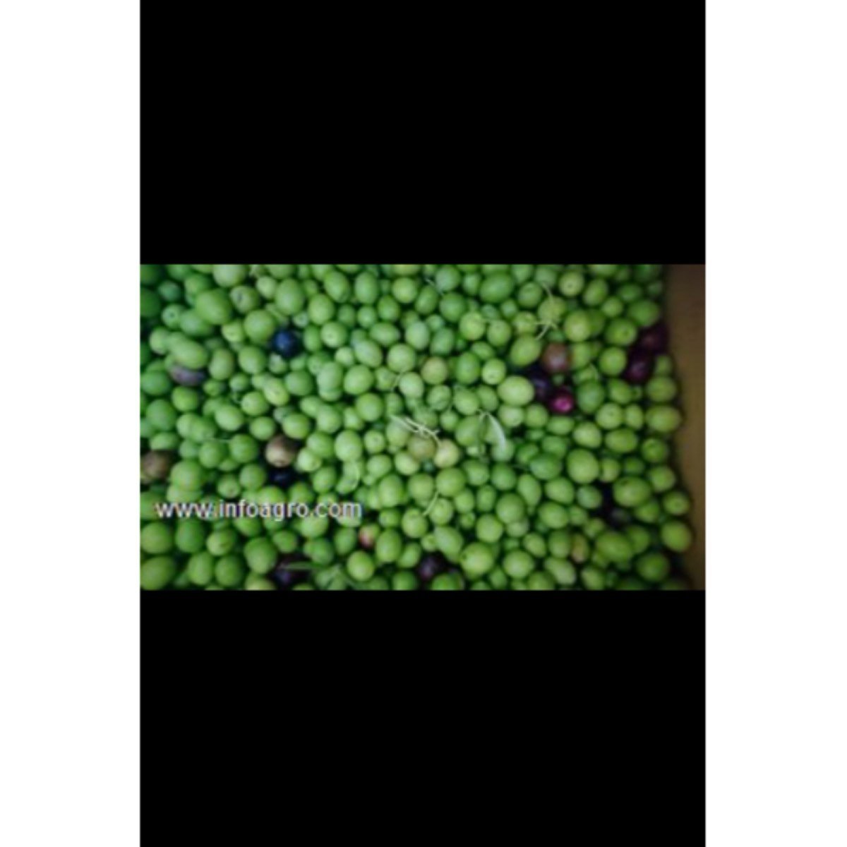 Se vende aceitunas para aliñar