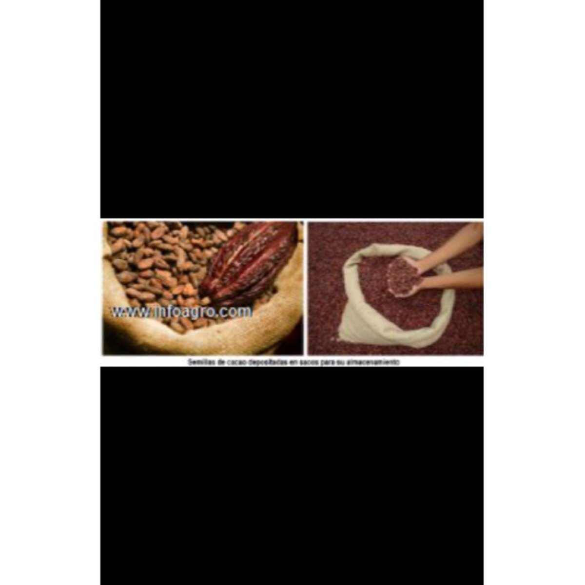 Se vende almendra de cacao seco