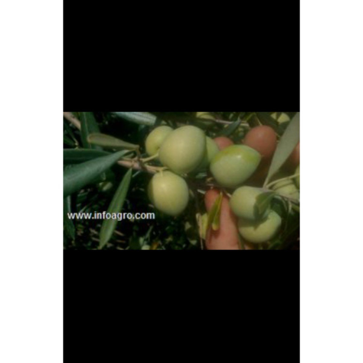 Se vende aceitunas para aliñar