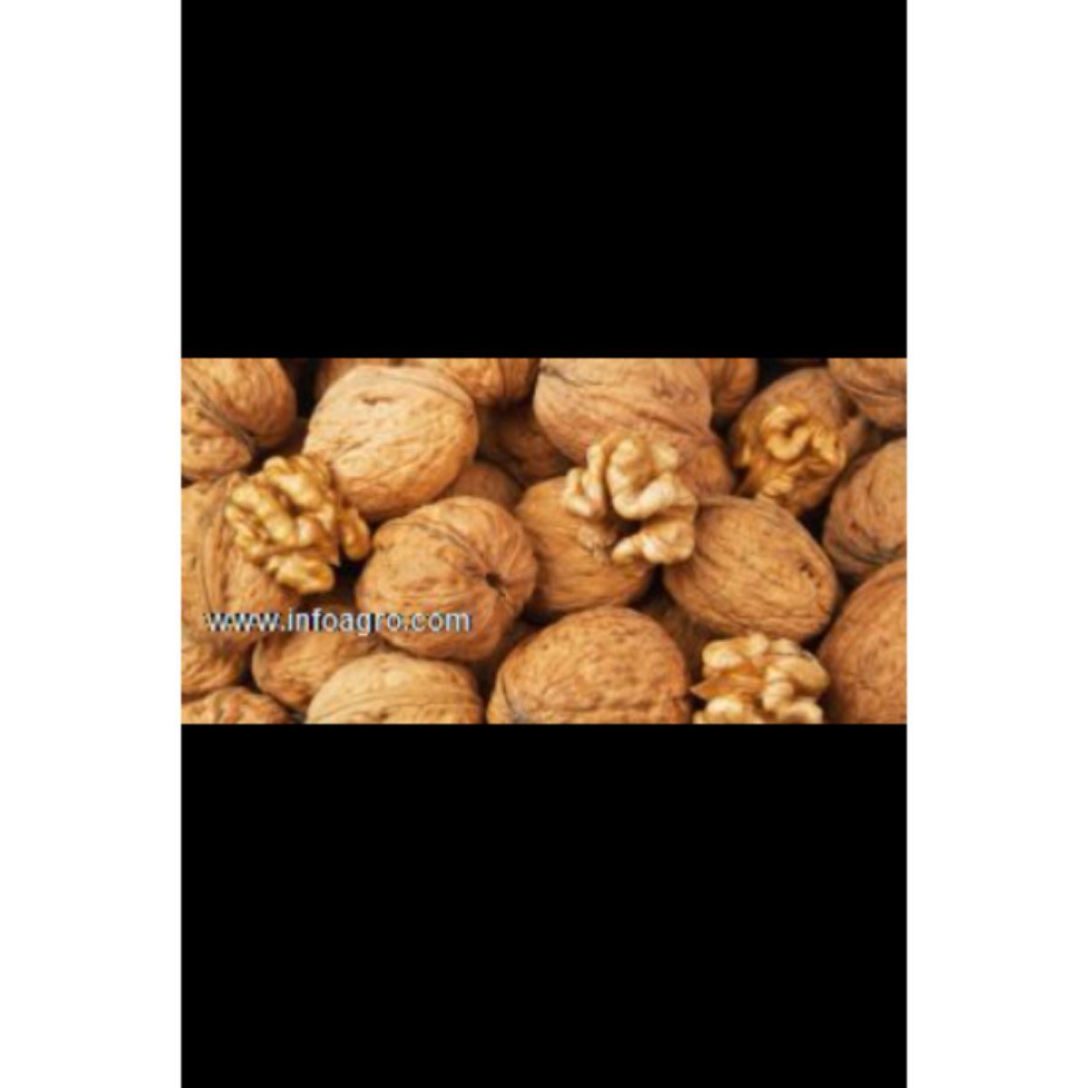 Se vende nueces francesas