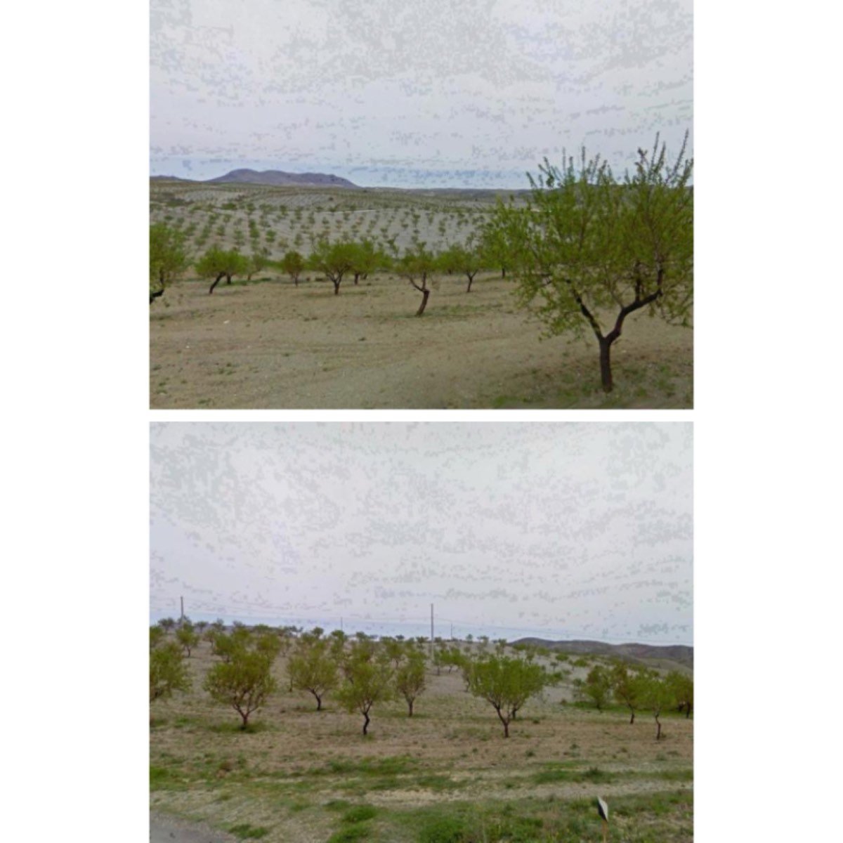 FINCA DE ALMENDROS CON ALMACEN