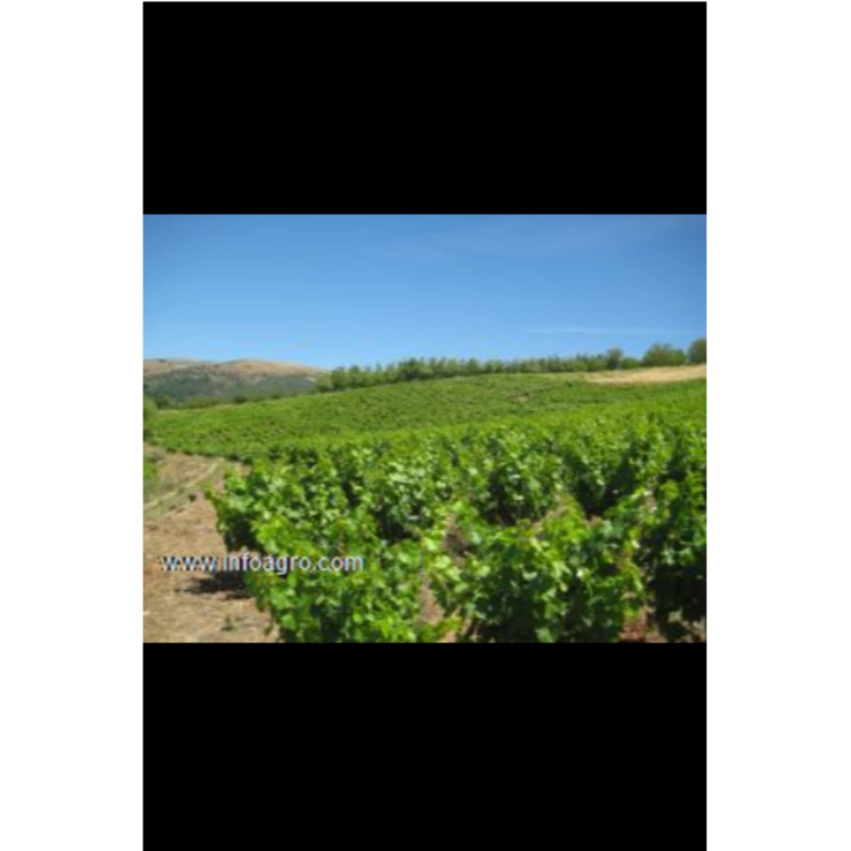 Se vende viñedo en el bierzo 2.8 ha