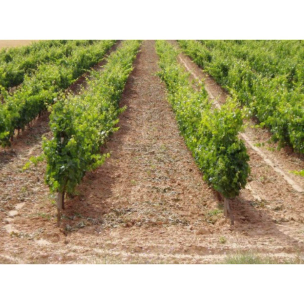 FINCA DE LABOR REGADÍO Y SECANO, 560 HAS