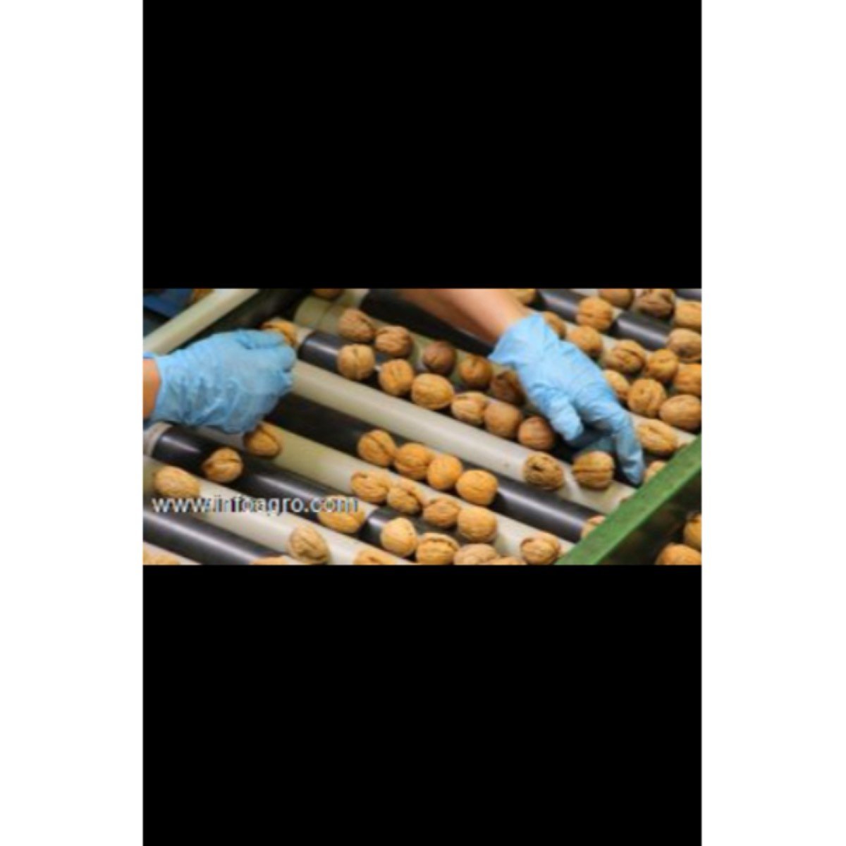 Se vende nueces francesas