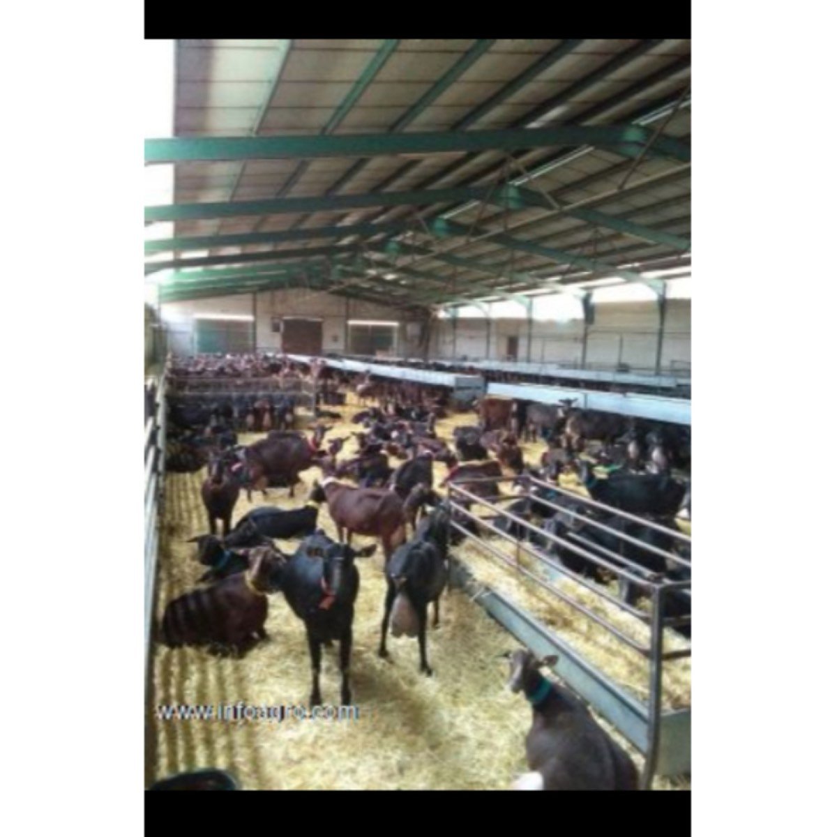 Se vende explotación caprina lechera en activo. ca