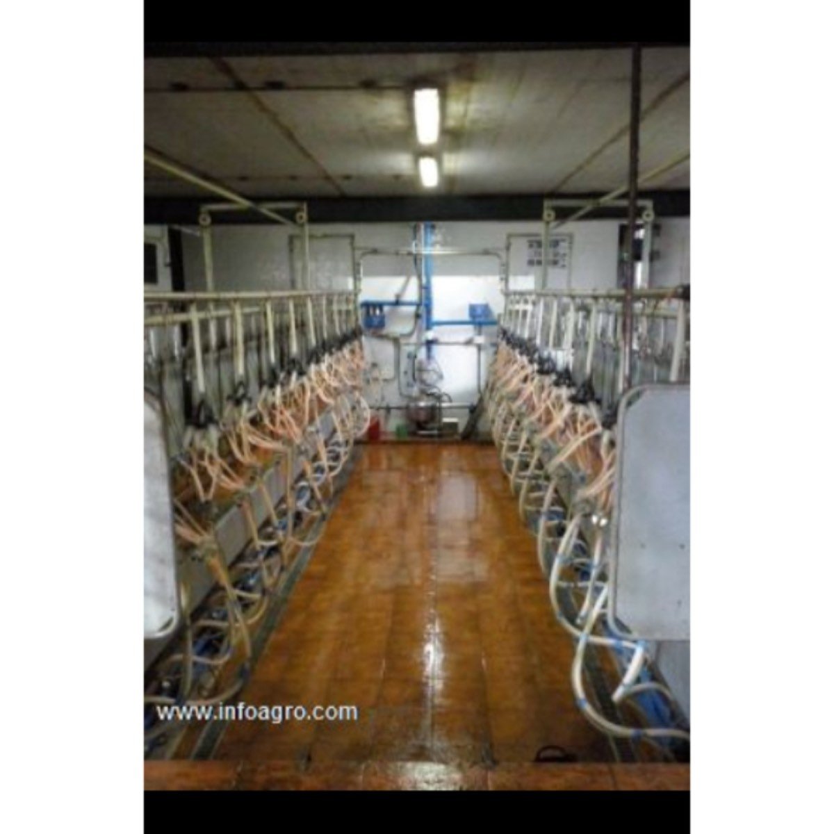 Se vende explotación caprina lechera en activo. ca