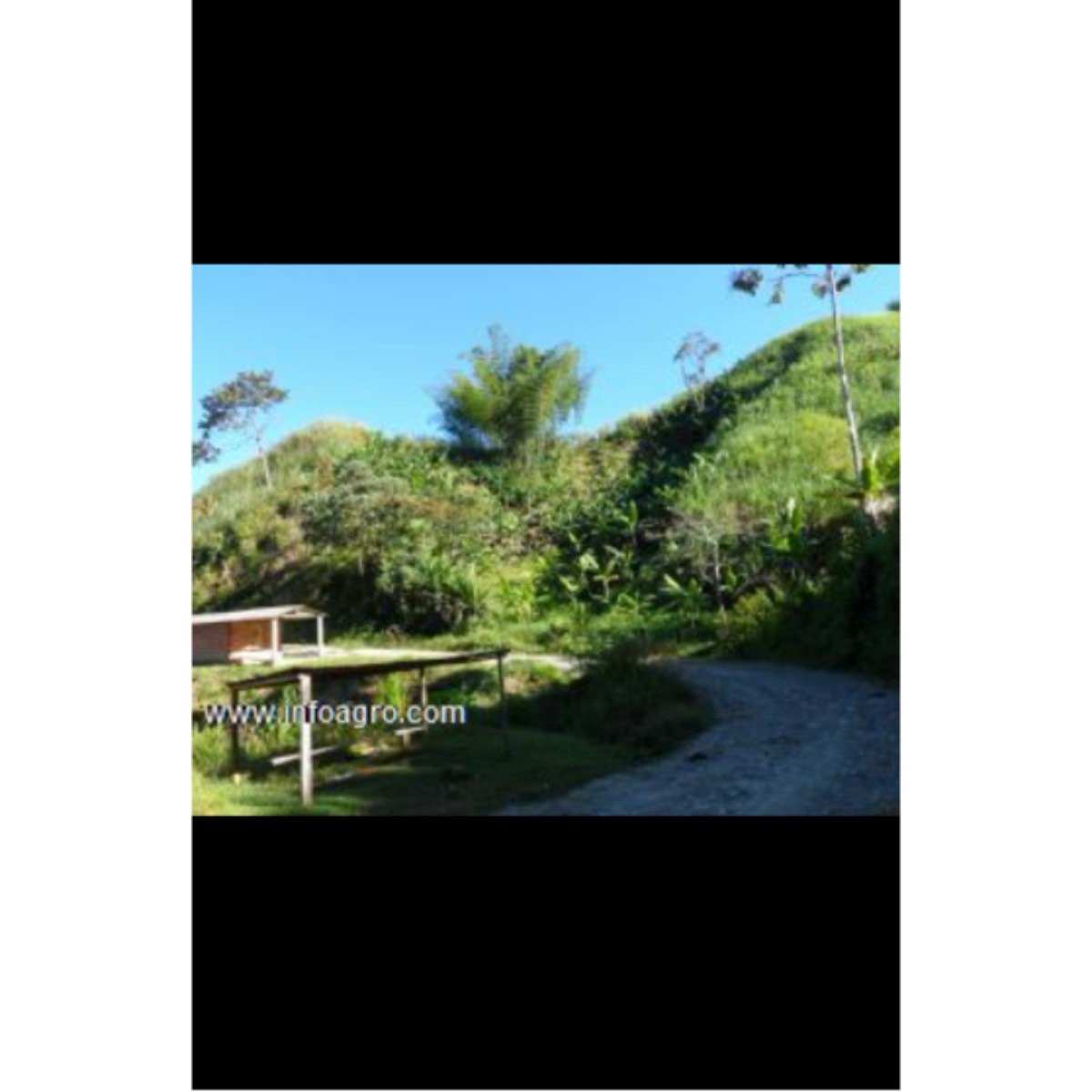 Se vende finca cafetera 68 hectareas