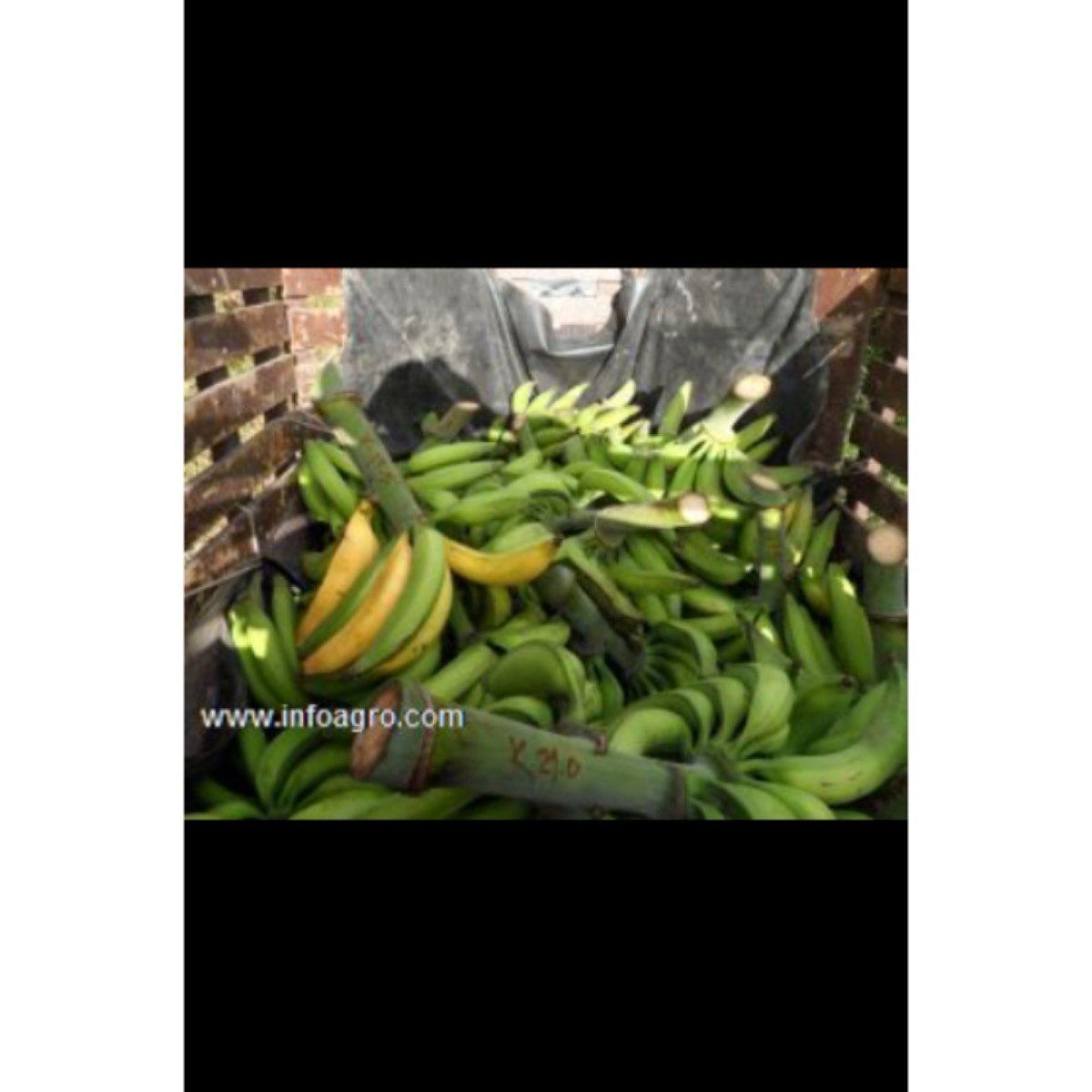 Se vende finca cultivos plátano,con micro empresa