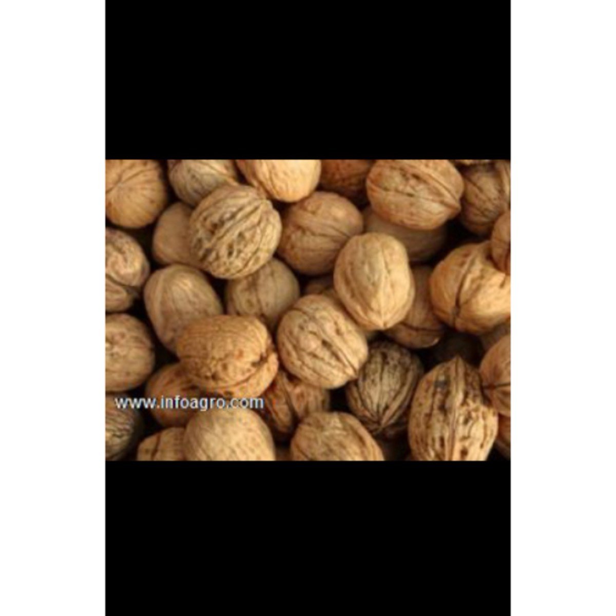 Se vende nueces cascara de Ucrania
