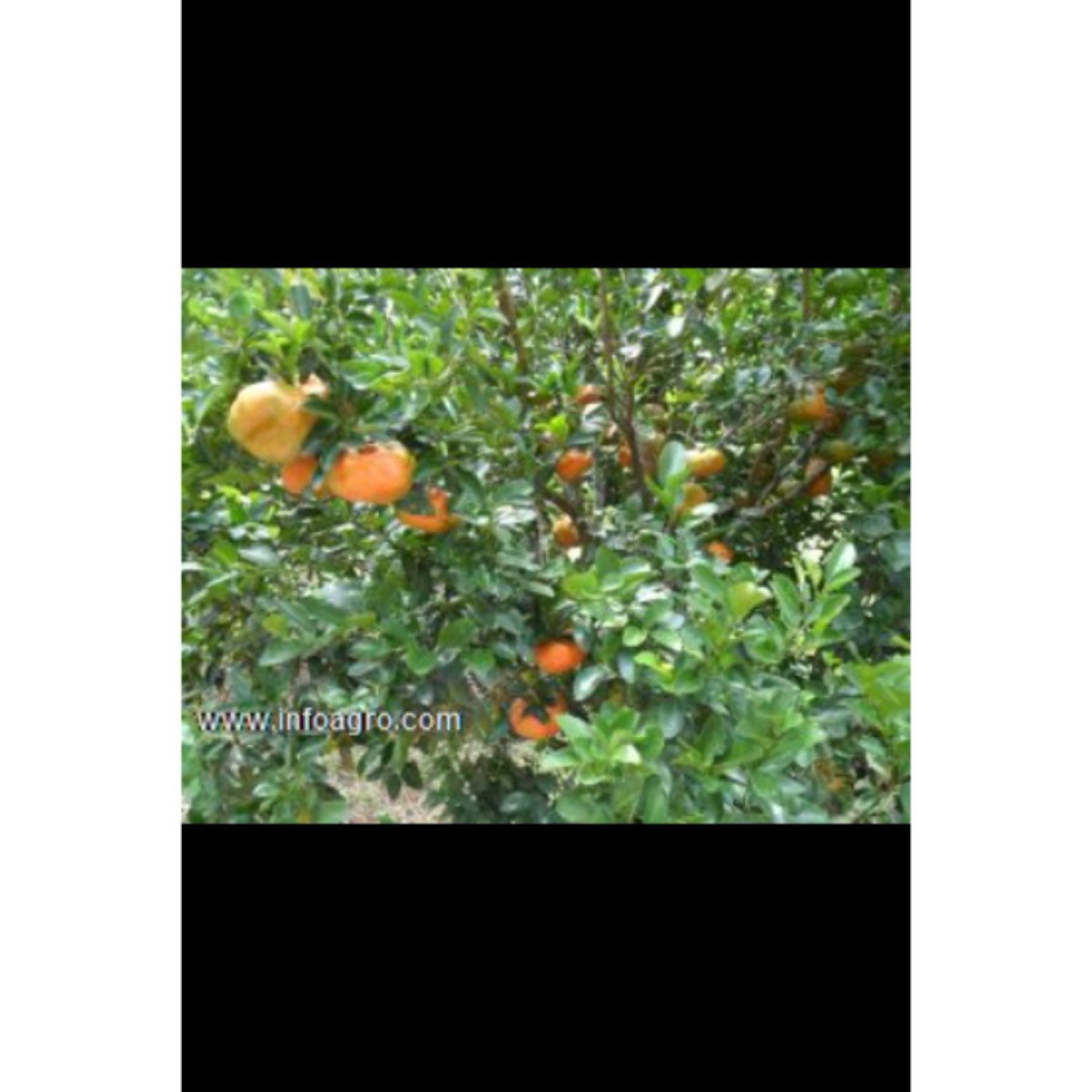 Se vende finca cultivos plátano,con micro empresa