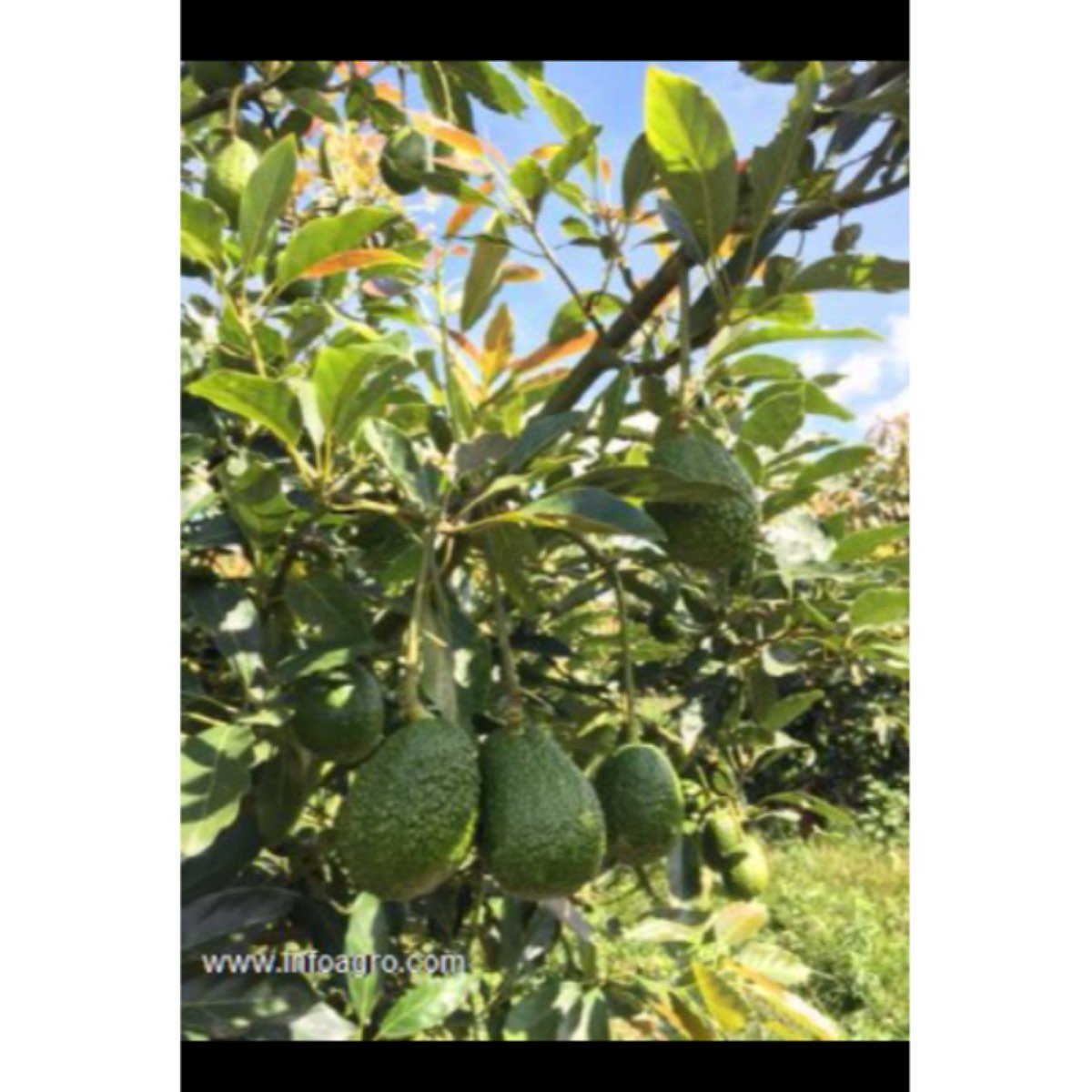 Se vende aguacate hass de colombia🇨🇴; somos c