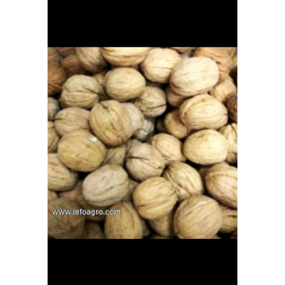 Se vende nuez nacional. tipos y calibres. labels