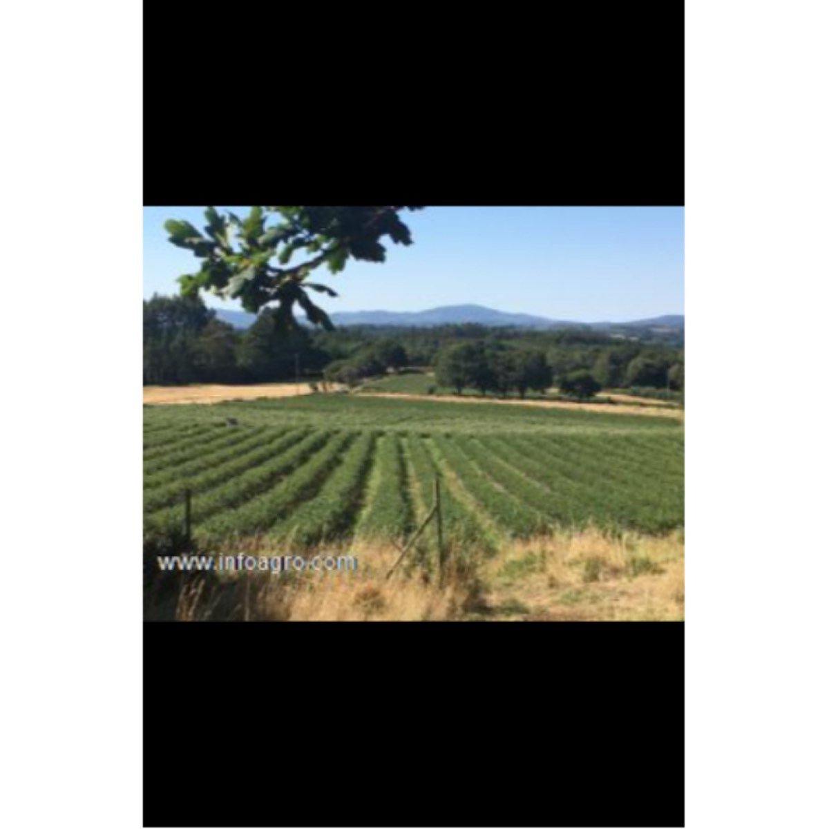 Se vende finca rústica en el milá
