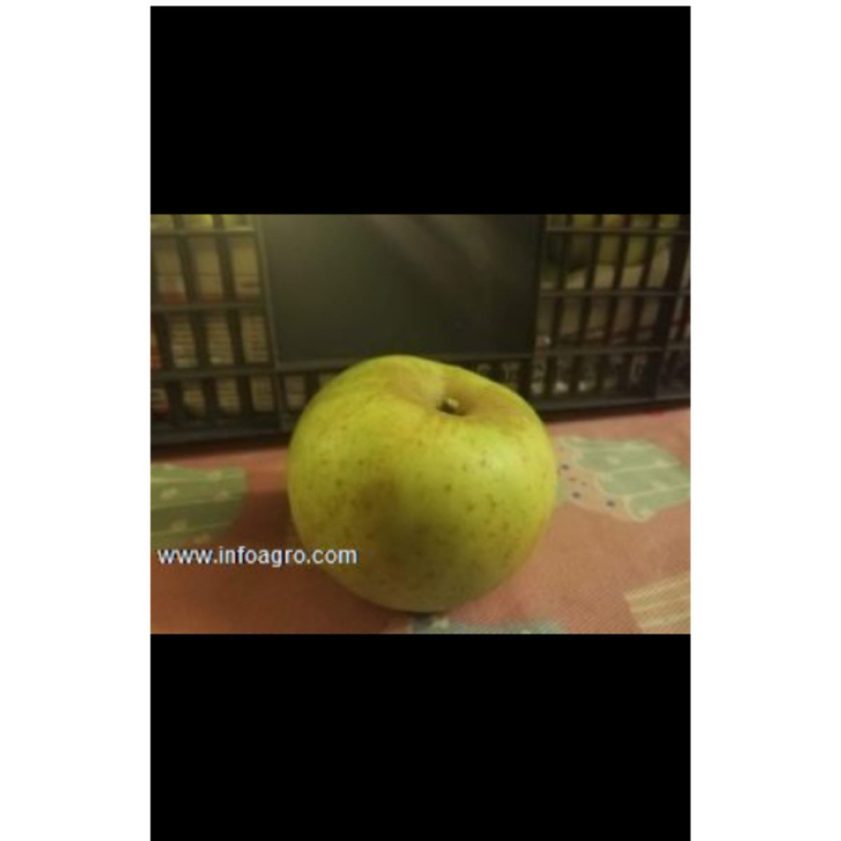 Se vende en león manzanas