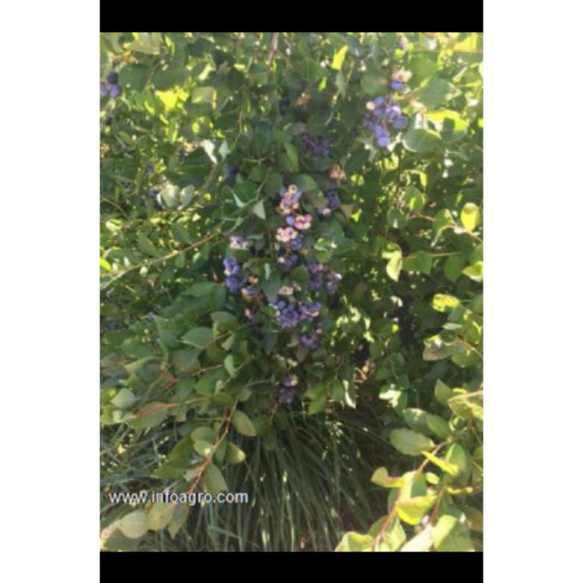Se vende finca rústica en el milá