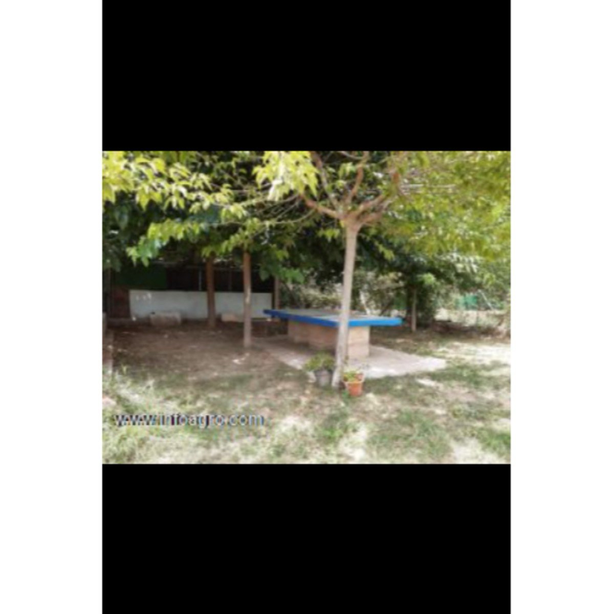 Se vende explotación de arándanos