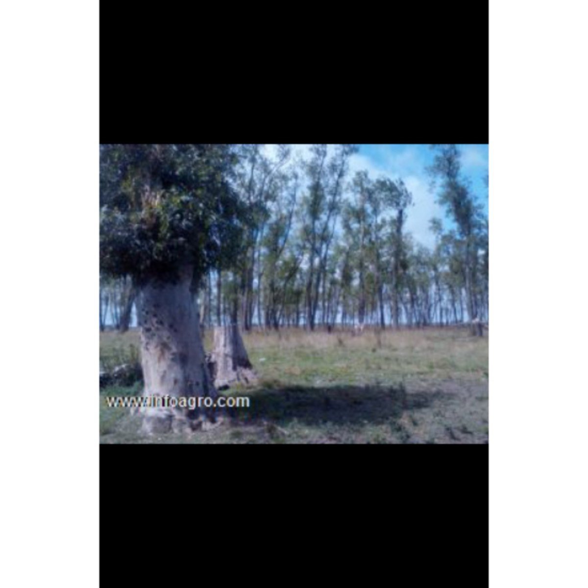 Se vende terrenos de 1500m2 a $190 pesos por metro